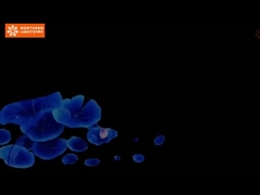 Ενισχύστε τις εκθέσεις και τις εκδηλώσεις του μουσείου με εμπειρίες Immersive 360 μοίρες Immersive cave projection